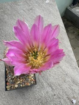Echinocereus pectinatus